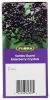 FLORA HEALTH: Elderberry+ With Echinacea, 8.5 oz
